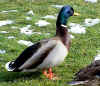 duck.JPG (88811 bytes)