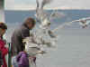 20_ferry_birds.JPG (28984 bytes)