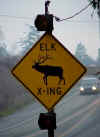 61_Elk_X-ing.JPG (32799 bytes)