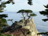Lone_Cypress.jpg (66946 bytes)