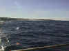Monterey_boat_coast.jpg (23214 bytes)