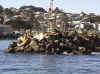 Monterey_boat_seals5.jpg (41994 bytes)