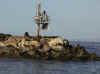 Monterey_boat_seals6.jpg (22973 bytes)