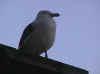 Monterey_wharf_bird2.jpg (9547 bytes)