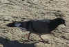 Monterey_wharf_bird.jpg (42201 bytes)