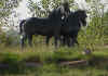 Littleton_horses.JPG (46992 bytes)