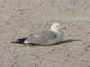 seabird.JPG (40927 bytes)