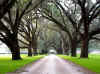 South_Carolina_Plantation.JPG (63172 bytes)
