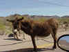 Oatman_donkey.JPG (68162 bytes)