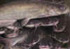 fish.jpg (69675 bytes)