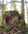 april_2009_033.JPG (526698 bytes)