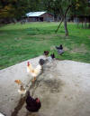 farm_chores_october_2009_07.JPG (397739 bytes)