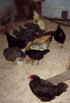 farm_chores_october_2009_11.JPG (371933 bytes)