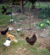 farm_chores_october_2009_13.JPG (426983 bytes)