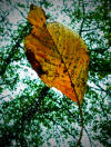 october_2014_096.jpg (5343244 bytes)