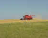 Minn_harvest.JPG (29465 bytes)