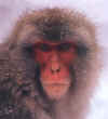 SnowMonkey1.jpg (30624 bytes)